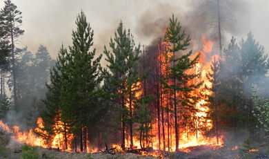В Подмосковье ликвидировали три лесных пожара в минувшее воскресенье