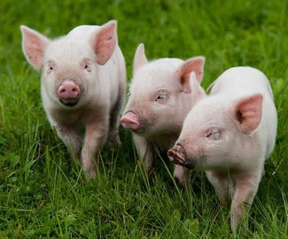 На территории Московской области Африканская чума свиней 