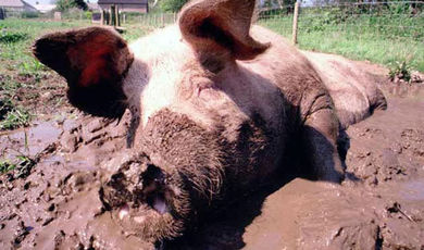 Жителям Зарайска подложили свиней: город и район на грани экологической катастрофы