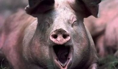 Жителям Зарайска подложили свиней: город и район на грани экологической катастрофы