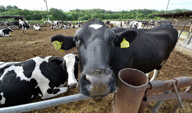 Программу по увеличению численности коров на новой ферме в Озерах разработали до 2020 года