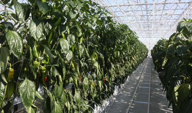 Более 30 тыс. тонн овощей собрали в тепличных хозяйствах Подмосковья