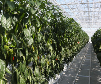 Более 30 тыс. тонн овощей собрали в тепличных хозяйствах Подмосковья