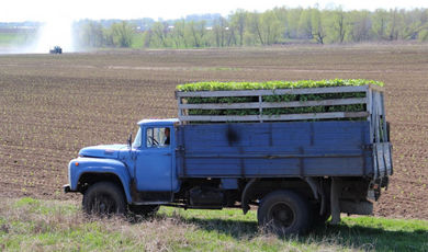 Почти 300 тыс. тонн овощей открытого грунта собрали в Подмосковье в 2019 году.