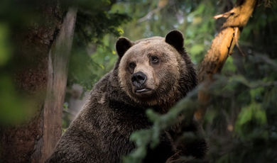 Следы пребывания бурого медведя обнаружили в лесничестве Можайского округа.