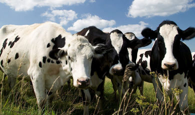 Число коров с надоем 10 тыс. кг увеличилось в Московской области более чем на 26%