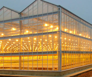 Инновационную систему выращивания овощей в теплицах разрабатывают в Подмосковье
