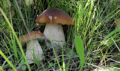 В лесах Подмосковья наступил богатый на ягоды и грибы период.