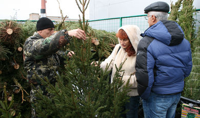 Названа средняя стоимость новогодней елки в Московской области.