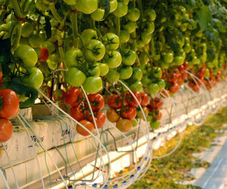 Теплицы Подмосковья поставят свыше 18 тыс. тонн свежих овощей к праздникам.