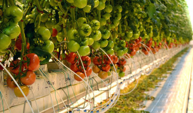 Теплицы Подмосковья поставят свыше 18 тыс. тонн свежих овощей к праздникам.