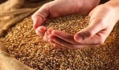 Зарайские аграрии вышли в лидеры по урожайности зерна 