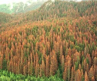 Жук-короед уничтожает зарайские леса