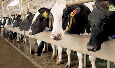 Зарайцы разыскивают инвестора для возведения молочного завода