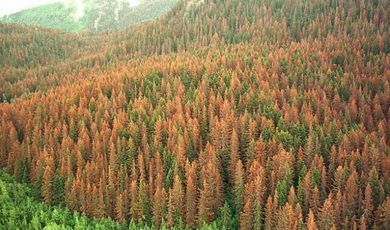Лесники высадят за год около 24 миллионов деревьев