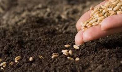 Зарайский район вышел в лидеры в производстве зерновых и зернобобовых культур