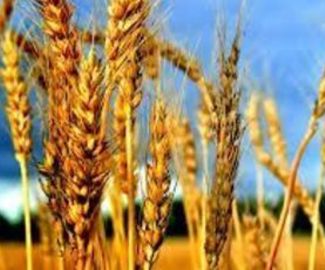Зарайские аграрии по-прежнему лидируют по вводу в оборот сельхозземель