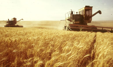 В хозяйствах "Сельхозпродукты" и "Макеево" урожайность пшеницы превысила 46 ц/га