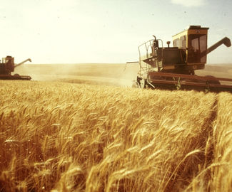 В хозяйствах "Сельхозпродукты" и "Макеево" урожайность пшеницы превысила 46 ц/га