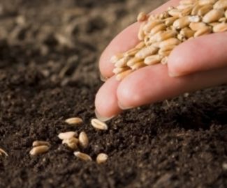 Зарайские аграрии завершили посевную зерновых культур