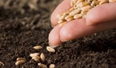 Зарайские аграрии завершили посевную зерновых культур