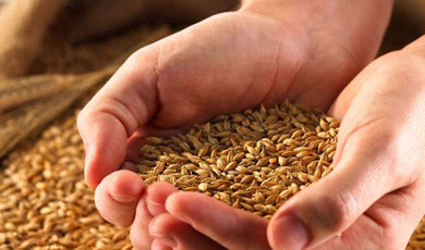 Зарайский элеватор уже в августе начнет принимать зерно 