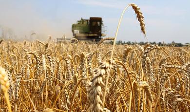 Зарайский район лидирует в Подмосковье по урожайности зерна 