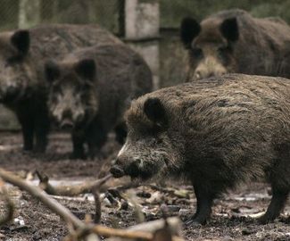 В Зарайском районе уничтожили около 80% диких кабанов