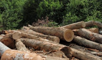 Председатель СНТ попал под суд за незаконную вырубку леса