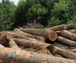 Председатель СНТ попал под суд за незаконную вырубку леса