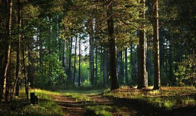 Зарайску выделили лесной участок под создание парка отдыха
