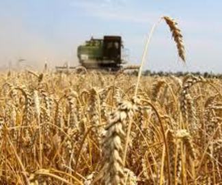 Зарайские аграрии вышли в лидеры по уборке озимых зерновых культур