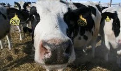 У подмосковных коров обнаружили вирус болезни Шмалленберг