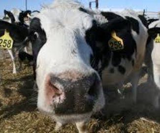 У подмосковных коров обнаружили вирус болезни Шмалленберг